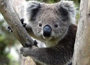 Koala at Ky fauna park